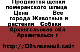 Продаются щенки померанского шпица › Цена ­ 45 000 - Все города Животные и растения » Собаки   . Архангельская обл.,Архангельск г.